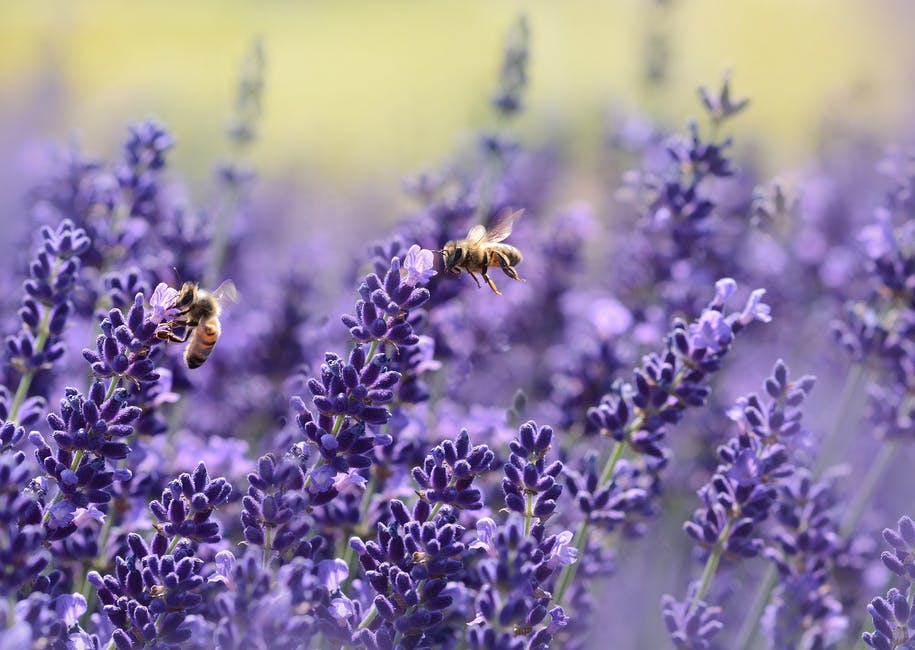 Two bees on lavender