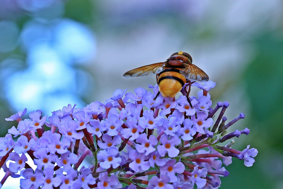 Bee on a blue flower