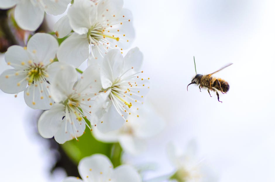 Bee flying towards a white flower